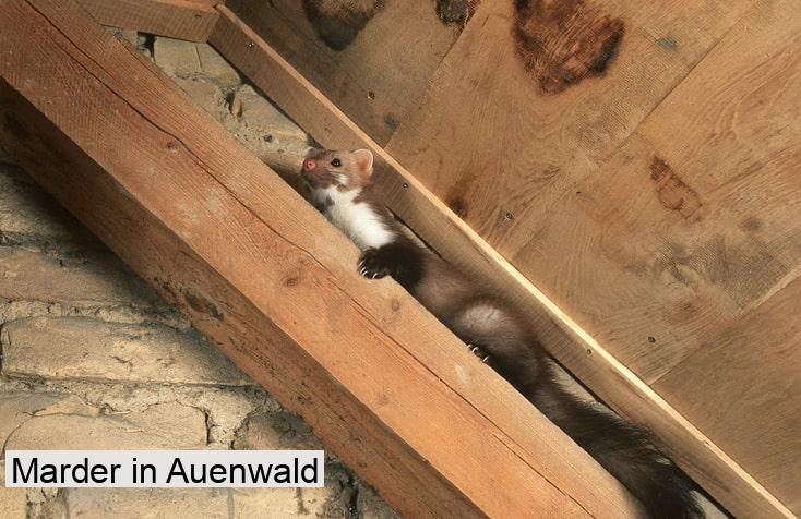 Marder in Auenwald